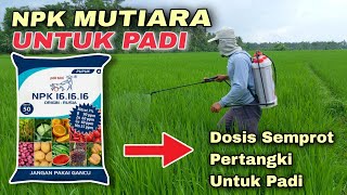 Dosis Pupuk NPK Mutiara Pertangki 16 Liter Untuk Padi [upl. by Birkner860]