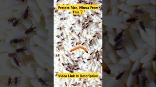 Protect Rice Wheat Pulses From This 💯 ✅ shorts medifact mercurytablet [upl. by Shuler961]