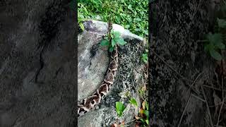 La serpiente más peligrosa se encuentra en Honduras [upl. by Padgett]