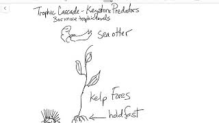 Keystone Predation Trophic Cascade as you ‘Otter [upl. by Kruse]