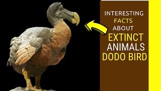 Extinct Animals dodo bird facts dodo bird information for kids [upl. by Worra]