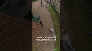 Les raisons de l’assaut partie 3 chien husky viedechien educationcanine chiens dog [upl. by Sorgalim770]