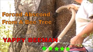 Forced Abscond From a Bee Tree Video Tutorial [upl. by Yoho]