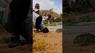 Incredible Tarpon Catch on Light Gear  Beach Fishing Adventure in Puerto Rico tarponfishing [upl. by Enilemme]