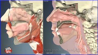 Носовая и ротовая полости  3D Анатомия человека  Внутренние органы [upl. by Neisa995]