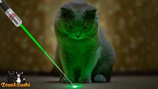 Funny Cats Vs Laser  Cats Chasing A Laser [upl. by Tryck984]