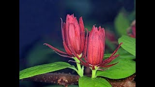 Amazing and most beautiful calycanthus flowers pictures [upl. by Jaeger975]