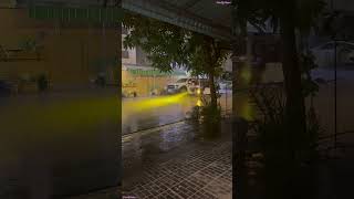 Rainy Evening at Home Soothing Winds Tree Swaying and Animal Calls RainyHomeVibes [upl. by Elyc]