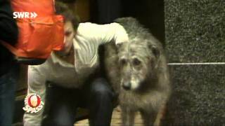 Der vertauschte Hund Klassiker von 1980  Verstehen Sie Spaß [upl. by Brenton]