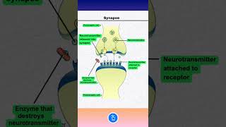 Synapse Nerves  Neurons  Neurotransmitters [upl. by Enotna]