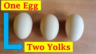 Double Yolk Eggs In Chicken Explained  Chicken Eggs Yolks  Episode 05 [upl. by Niles]