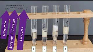 Enzyme Potato Experiment [upl. by Nauquf]