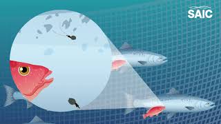 Are bolder Ballan wrasse better at delousing farmed salmon [upl. by Lander]