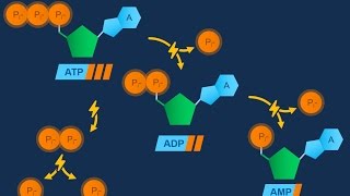 Nucleotidi ed ATP [upl. by Aihsatal]