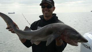 Shark Fishing San Francisco [upl. by Johnathan]