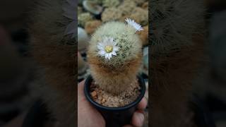 Beautiful white cactus flowers 🌵🌼 cactus cactos cactusflower shorts [upl. by Betta]