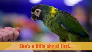 Meet J Lo the Yellow Collared Macaw [upl. by Ynnob590]