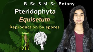 Pteridophyta  Equisetum  Reproduction by spores  Botany  B Sc amp M Sc [upl. by Lhary31]