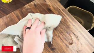 How to oil and wax cutting board or butcher block countertops  Clarks mineral oil and wax review [upl. by Kreit]