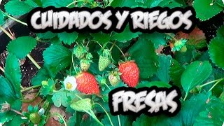 Cultivo De la Fresa  Cuidados Y Como Regar Las Fresas O Frutillas  La Huertina De Toni [upl. by Low221]