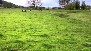 Dr Ian Caldicott and his Border Collie quotGoosequot host a working dog demo at Wolston Farm [upl. by Eded]