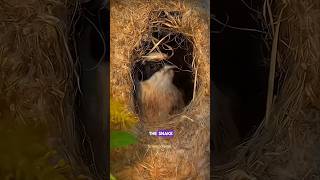 Penduline Bird Nest science sciencefacts facts shorts [upl. by Nairoc]