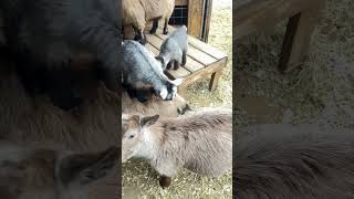 Funny baby goats jumping and playing goat animals nature funny love [upl. by Liris]