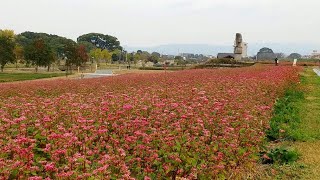 筑後広域公園赤ソバの花と九州新幹線 [upl. by Downes]