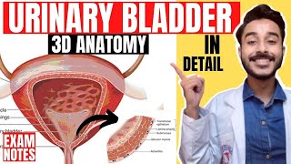 urinary bladder anatomy 3d  anatomy of urinary bladder relations  relations urinary bladder [upl. by Parsaye]