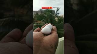 PIGEON life cycle Magical growth in hand video trending shorts viral kabootar life [upl. by Nodnek330]