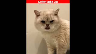 😂🐕🐈 நான் தா அந்த பய😂🐕🐈comedyvideosviral trending funnyanimal videos [upl. by Coster354]