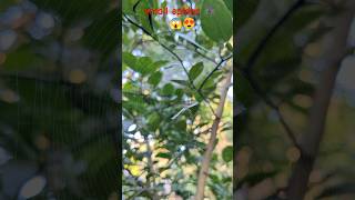 Spider🕷️spider spiderweb youtubeshorts shortsfeed insectweek shorts shortsviral insectworld [upl. by Artiek]