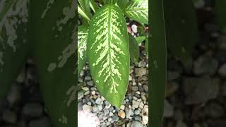 Dieffenbachia plants mychannel [upl. by Arihk]