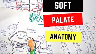 SOFT PALATE ANATOMY [upl. by Lunn]