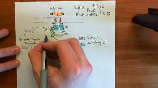 The RAS  RAF  MEK  ERK Pathway Part 2 [upl. by Animor]