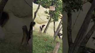 NEHRU ZOOLOGICAL PARK hyderabad trend zoo hyderabad like subscribe zoologicalpark [upl. by Sharai]