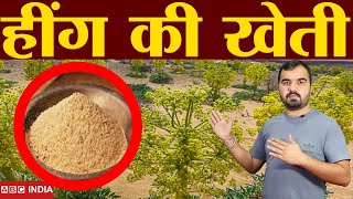 हींग की खेती  Hing farming  हींग कैसे बनता है  asafoetida Farming  hing ki kheti  Hing Plant [upl. by Yrrak]