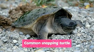 Common snapping turtle Chelydra serpentina [upl. by Auqinahs447]