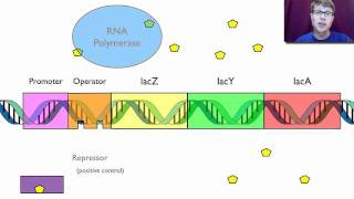 Gene Regulation [upl. by Khai]