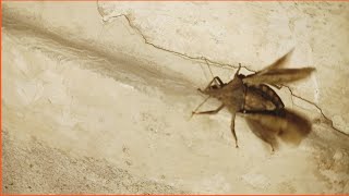 Brown marmorated stink bug insects bug bettle nature youtube [upl. by Nivla714]