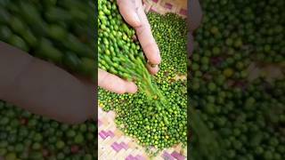 පුංචි උනත් හරිම සැරයි ගම්බිරිස් ඇටේ😱😱SRI LANKAN Pepper cultivationcooking recipe foryou 🤪 [upl. by Aynor]