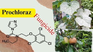 Prochloraz Effective Fungicide for Plant Disease Management [upl. by Anoniw]