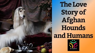 The Love Story of Afghan Hounds and Humans [upl. by Htidirem]