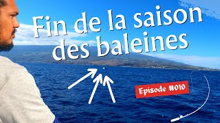 Fin de la Saison des Baleines  De la Bonite Partout  Pêche en mer La Réunion [upl. by Kcirrej933]