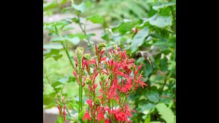 Planting and Caring for a Cardinal Flower [upl. by Adiel]