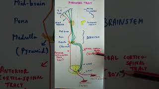 Pyramidal tract  Corticospinal tract medicinemadeeasy physiology CNS summary pathways [upl. by Tompkins]