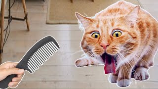 WHY CATS GAG OVER COMBS [upl. by Ronyar917]