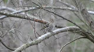 All About Pine Siskins [upl. by Nica555]