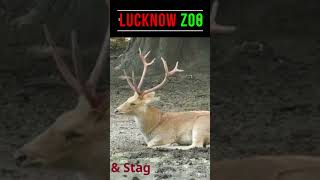 Lucknow Zoo  Zoological Garden  Animals  Explore With Fun  Life On The Ground [upl. by Torrell782]