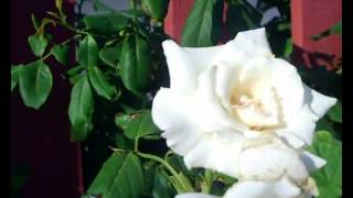 Margaret Merril Harkness England Florabunda RoseGrown in Salento [upl. by Aenahs]